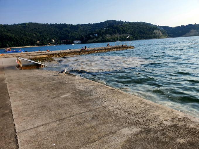 Morska sluz se je v Strunjanu zadrževala od sredine junija do sredine julija.  | Foto: David Florjančič, Meteoinfo Slovenija