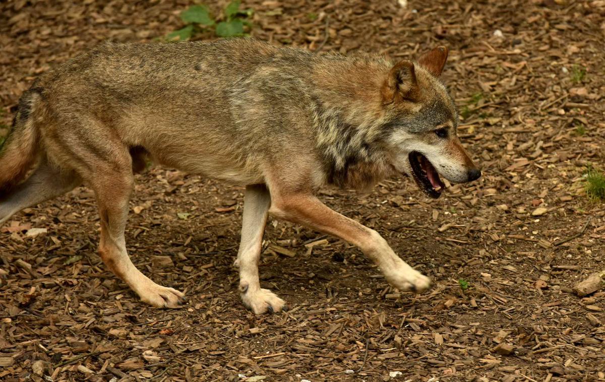 Volk, ZOO Ljubljana | Volk je davi na Bledu pomoril sedem glav drobnice, so sporočili s Civilne iniciative 71.  | Foto Tamino Petelinšek/STA