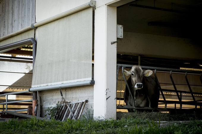 Kmetija Anton Kukenberger sirarna seneno mleko | Foto: Ana Kovač