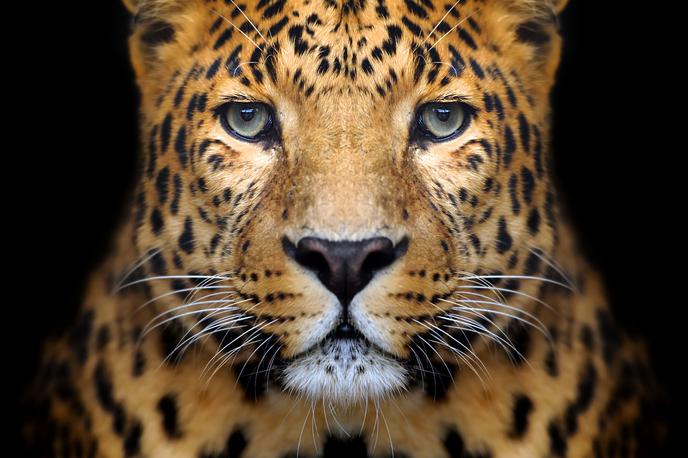 Leopard | Foto Thinkstock