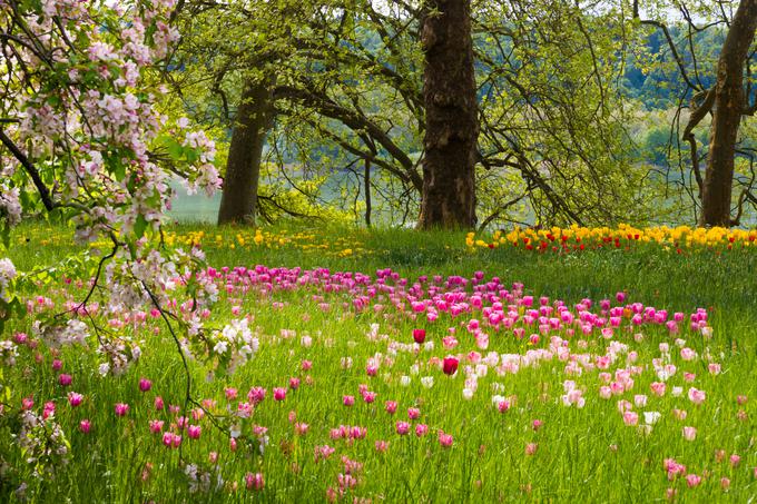 Otok Mainau v Bodenskem jezeru, Nemčija | Foto: Thinkstock