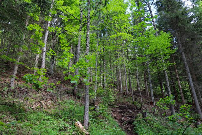 Strm vzpon na Messnerin v osrčju Hochschwaba | Foto: Matej Podgoršek