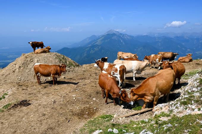 Vzpon na Razor oziroma na rob smučišč Krvavec pod Zvohom, pogled proti Storžiču in Košuti | Foto: Matej Podgoršek