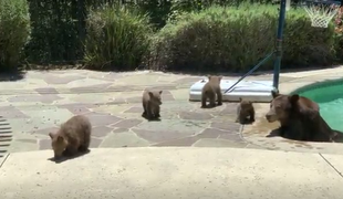 Poglejte, kako se je mama medvedka z mladički osvežila #video