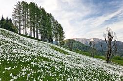 Golica med top cvetočimi destinacijami te pomladi