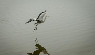 Kako je nastalo jezero, h kateremu se zdaj radi zatečejo Ljubljančani #foto