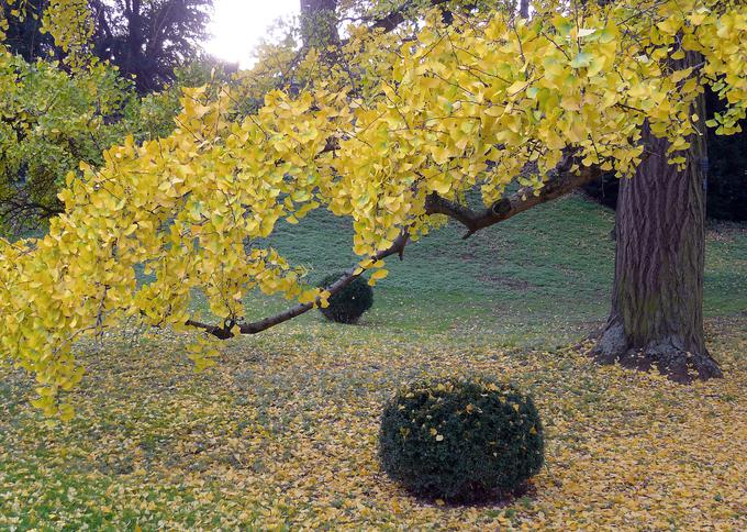 ginko gingko biloba drevo | Foto: 