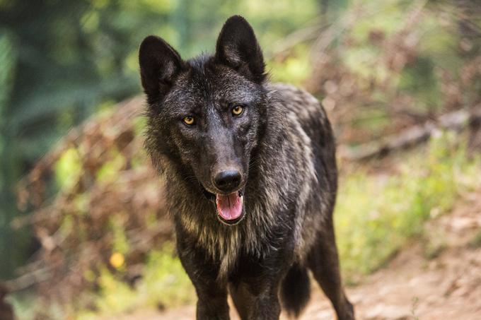 Kanadska volkulja | Foto: ZOO Ljubljana