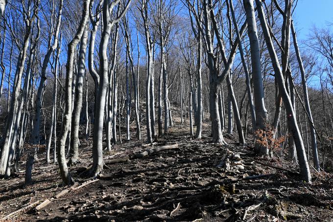 Strmo zgornje pobočje Boča | Foto: Matej Podgoršek