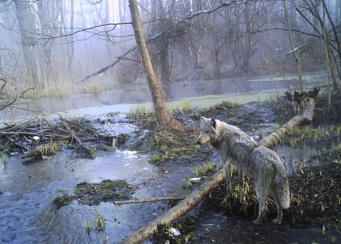 Zagovorniki venetske teorije zlasti radi poudarjajo, da predniki Slovencev niso prišli iz Pripjatskih močvirij. Pripjat oziroma Pripet je reka, ki teče skozi Polesje, pokrajino, ki večinoma leži na jugu Belorusije in severozahodu Ukrajine. Večino Polesja zavzemajo Pripjatska močvirja. Ta niso bila nikoli preveč gosto poseljena (spomladi so močvirja zaradi kopnenja snega popolnoma poplavljena, reke zaradi močnega dežja poplavljajo tudi jeseni), zato je vprašanje, ali je bilo tam naselitveno jedro tako imenovane slovanske pradomovine. Prav redka poseljenost je menda bila eden glavnih razlogov, da so v poleškem kraju Černobil zgradili zdaj zloveščo jedrsko elektrarno. Na fotografiji: volk v Polesju, in sicer na območju, ki ga je prizadela černobilska jedrska nesreča. | Foto: Guliverimage/Vladimir Fedorenko