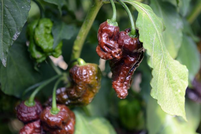 Kako pekoč je čili bhut jolokia? Približno 400- do 500-krat bolj od tabaska, priljubljenega dodatka jedem. Rekorda za najbolj pekoč čili bhut jolokia sicer nima več, v zadnjih letih se je pojavilo nekaj čilijev, ki presegajo dva milijona Scovillovih enot.  | Foto: Thinkstock