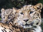 Amurski leopard