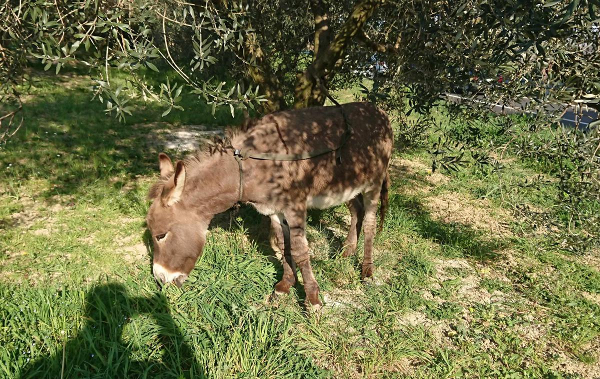 Osel na Belvederju | Osla so policisti kmalu po dogodku vrnili lastniku. | Foto Policijska uprava Koper