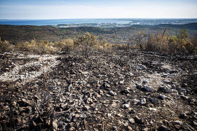 Pot na Cerje je danes precej drugačna kot pred enim tednom. | Foto: Bojan Puhek