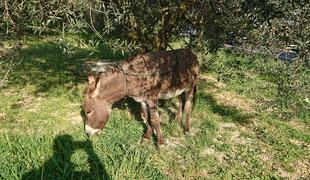 Policisti prijeli osla, ki se je sprehajal po cesti #foto