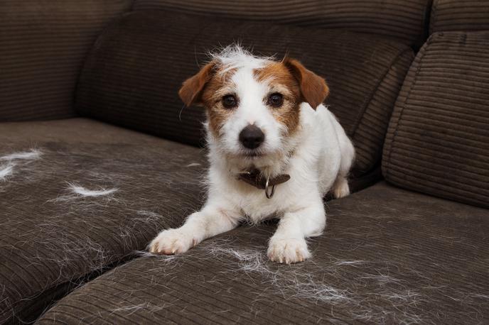 sedežna garnitura, kavč, pes | Po razkošnem obedu je Cecil odšel počivat, njegova lastnika pa sta vprašala veterinarja, kaj naj storita. (Fotografija je simbolična.) | Foto Shutterstock