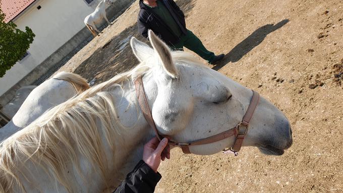 Pri kobili z bulo pod ušesom, naj bi šlo za staro poškodbo, povezano z zračnimi mešički, ki jih ima konj v tem delu. Drugih poškodb kobila nima. | Foto: Metka Prezelj