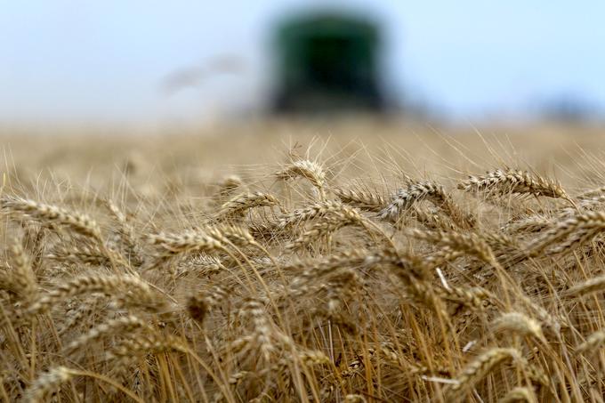 Če država ne bo ukrepala in kmetom zagotovila ustreznih pogojev, bomo priča nadaljnjemu upadanju pridelave, kar bo imelo dolgoročne posledice za oskrbo s slovensko pšenico, je opozoril Danilo Meolic. | Foto: STA ,