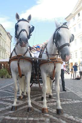 konji lipicanci ljubljana