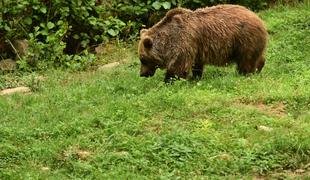 Napadalno slovensko medvedko bodo preselili v Nemčijo