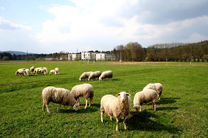 Biotehniška fakulteta | Foto: Biotehniška fakulteta