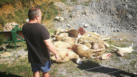 Napad volka, Dolenja Žetina