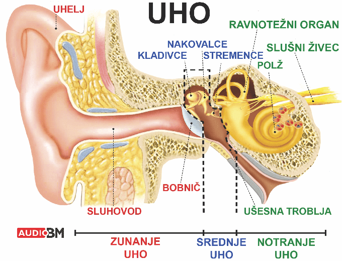 Zunanje uho, ki ga sestavljata uhelj in sluhovod, usmeri zvok do bobniča in srednjega ušesa, srednje uho pa v nadaljevanju poskrbi za to, da se valovanje zraka prenese na valovanje tekočine. Ker je tekočino težje vzbuditi k valovanju kot zrak, se mora valovanje okrepiti. Za to poskrbijo bobnič in slušne koščice, ki so sestavni deli srednjega ušesa. Okrepljeno valovanje se nato prenese v notranje uho, ki ga tvorita ravnotežnostni del in polž, ki je najpomembnejši del ušesa, saj spremeni valovanje tekočine v električne impulze. Ti impulzi se nato po slušnem živcu prek nevronskih povezav prevedejo do možganske skorje, kjer nastane zaznava zvoka. | Foto: AUDIO BM D.O.O.