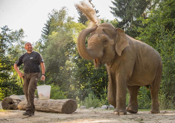 Svetovni dan slonov | Foto: Petra Hrovatin, ZOO Ljubljana