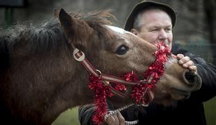 Na god sv. Štefana po državi tradicionalni blagoslovi konj #video