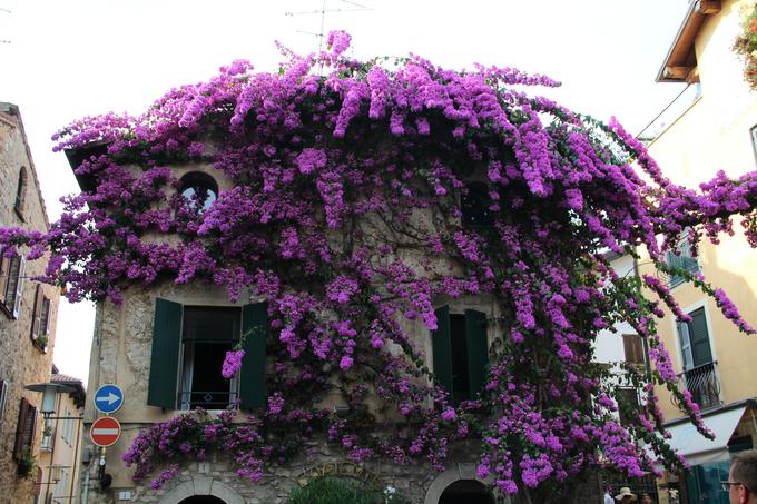 Vzpenjava bugenvilija (Bouganvillea) je čudovita vzpenjavka, a preobčutljiva za podnebje Slovenije. | Foto: 