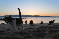 Osamljena plaža na Sardiniji, kjer srečate le ... mačke