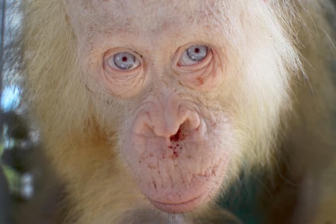 Albino živali | Foto: Reuters