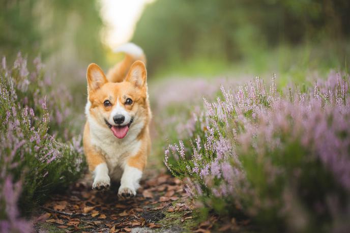 Valižanski ovčar | Corgiji so primerni za treniranje in v tekmovanjih v poslušnosti in agilityju nadvse blestijo. | Foto Shutterstock