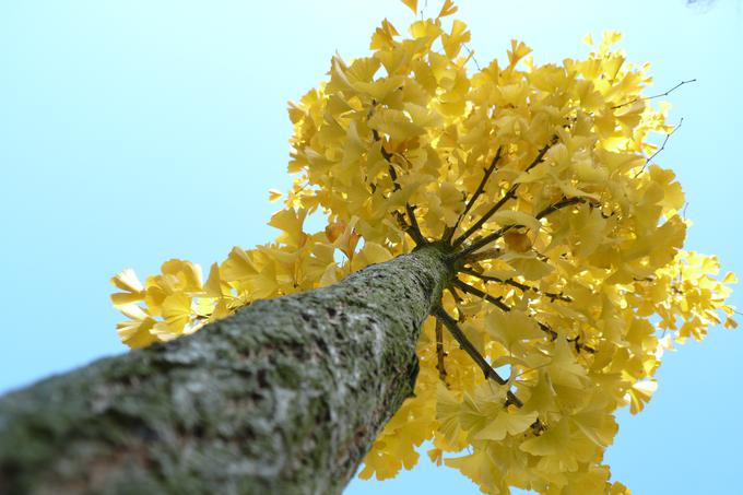 ginko gingko biloba drevo | Foto: Thomas Hilmes/Wikimedia Commons