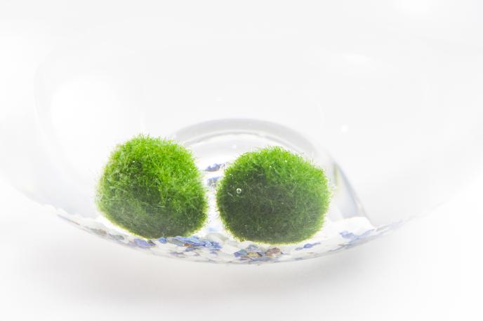 marimo | Foto Thinkstock