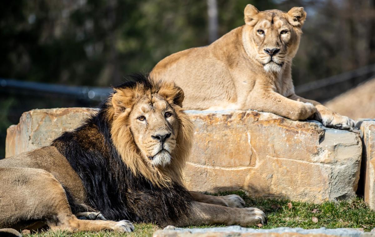 Levi v ZOO Ljubljana | Azijska leva sta se v času našega obiska sramežljivo umikala radovednim pogledom in fotografskim objektivom. | Foto ZOO Ljubljana