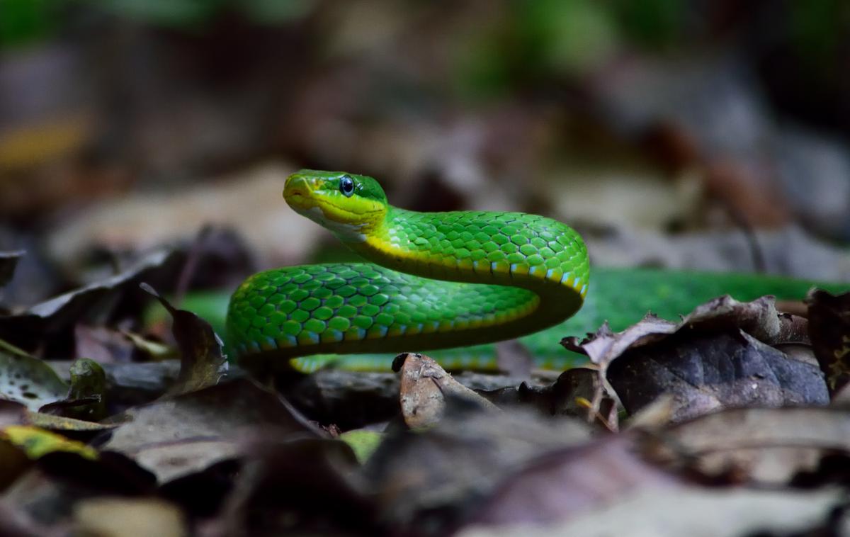 Zelena mamba | Na Nizozemskem še vedno iščejo pobeglo zeleno mambo. Lastnik je druge kače, ki jih še ima v lasti, že preselil drugam. | Foto Shutterstock