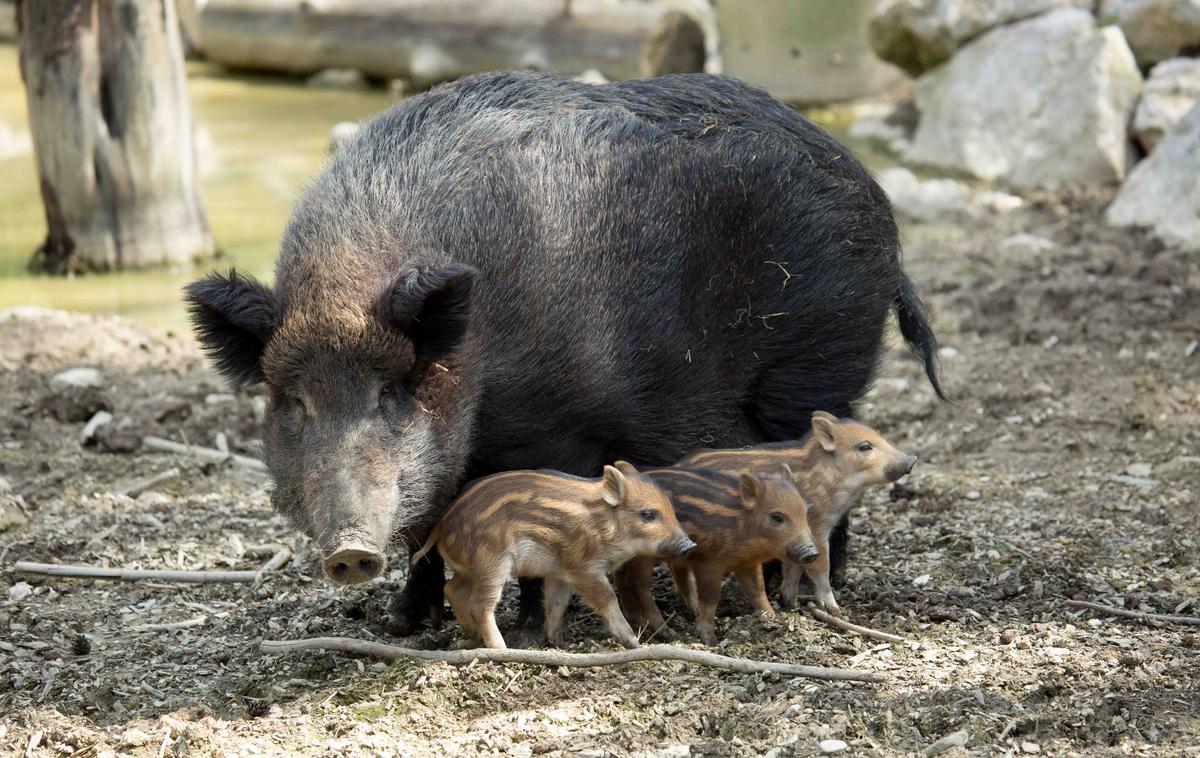 divja svinja | Foto ZOO Ljubljana