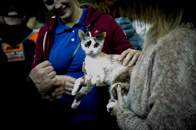 mačka razstava Gospodarsko razstavišče | Foto: Ana Kovač