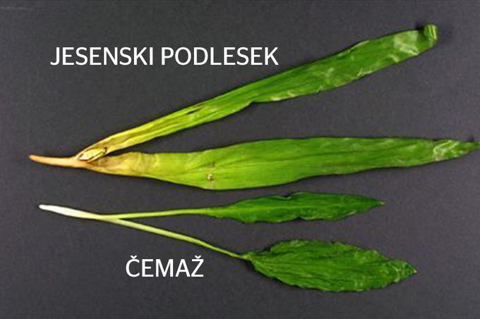 Jesenski podlesek, čemaž | Foto: UKC Ljubljana