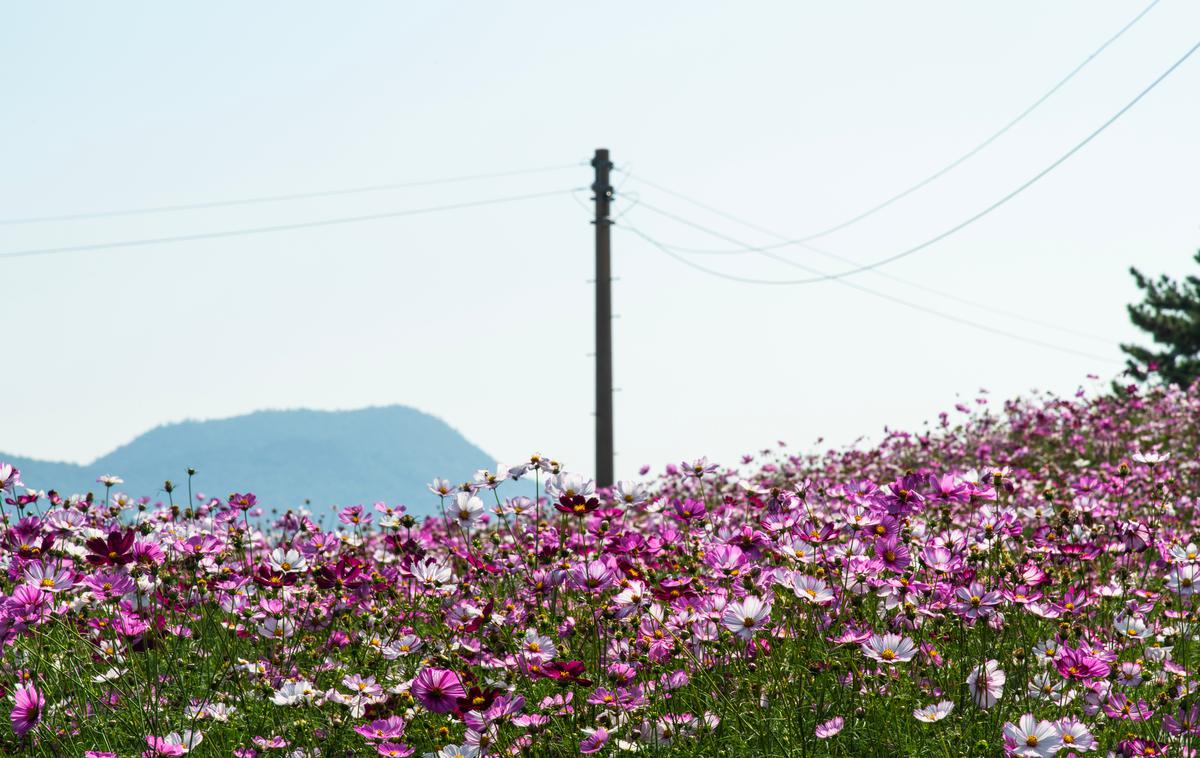 električni drog | Foto Shutterstock