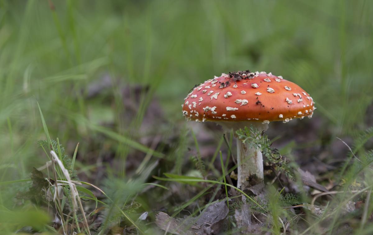 Rdeča mušnica, goba, strupena goba | Foto Thinkstock