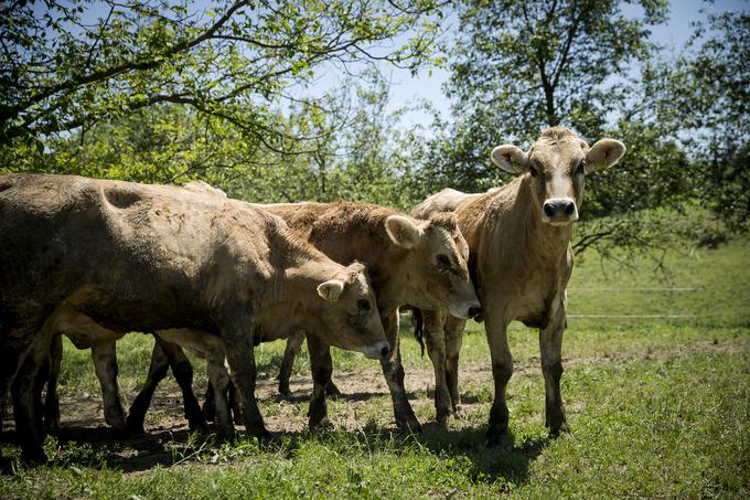 Od nekdaj so mu najbolj všeč rjave krave, ker je odrasel ob njih, čeprav je bil že tik pred tem, da bi jih zamenjal, pove. "Naša selekcija je prišla do neke točke, ki meni ni bila najbolj všeč, a nato sem začel semeniti samo s tujo selekcijo iz Nemčije, Italije, Švice in ZDA," je povedal Matej. | Foto: Ana Kovač