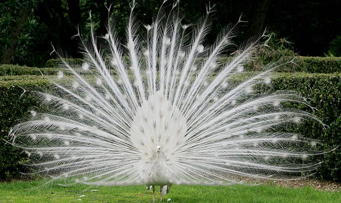 Albino živali | Foto: Reuters