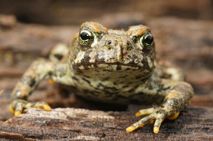 Krastača | Krastače za obrambo pred plenilci izločajo mlečno snov, ki vsebuje različne toksine. Med njimi je tudi 5-MeO-DMT, psihoaktivna spojina, ki sproži halucinogene učinke. Kajenje izvlečka 5-MeO-DMT povzroči močno, a kratko psihedelično izkušnjo in je postalo priljubljeno v zadnjih letih, tudi na posebnih obredih v ZDA in v Mehiki. | Foto Shutterstock