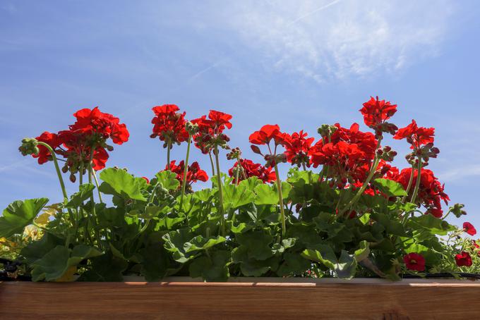 pelargonije | Foto: Getty Images