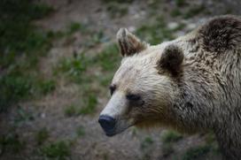 Živali v ljubljanskem živalskem vrtu se hladijo s sladoledom