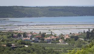 Muhasto vreme prizadelo solinarje: pridelali le desetino želene soli #video