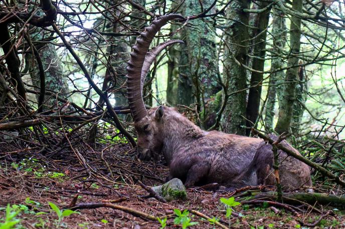 Teichalm Hochlantsch | Na pohodu na Hochlantsch je precejšnja verjetnost, da boste naleteli na kozoroge. | Foto Matej Podgoršek