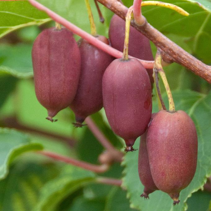 Actinidia hardy red | Foto: 